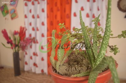Cactus Curtai